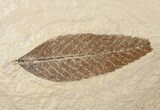 Zelkova (Keaki Tree Leaf) - Green River Formation #16507-1